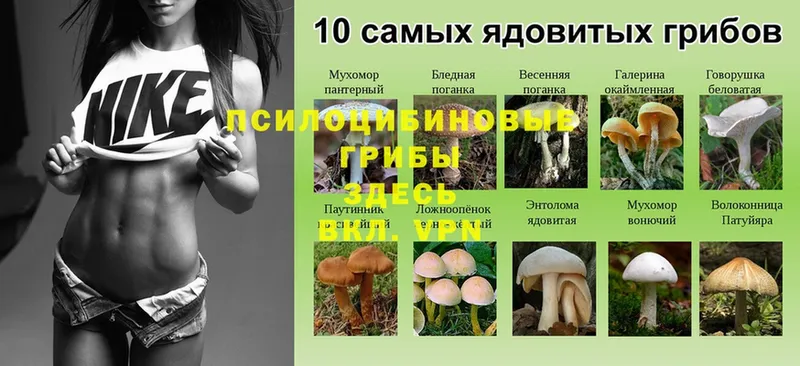 цена наркотик  Нижняя Салда  Галлюциногенные грибы Psilocybe 